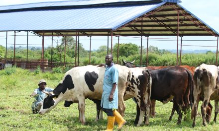 World Milk Day: How WAMCO Is Boosting Dairy Sector, Farmers’ Lives- Moyosore