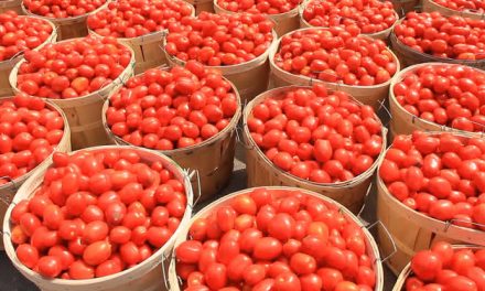 Prices Of Tomatoes Skyrocket As Nigerians Resort To Tin Tomatoes Usage For Stews, Soups