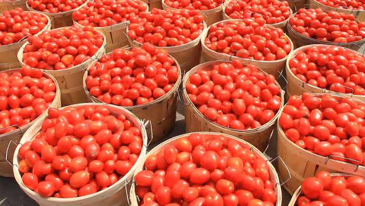 Prices Of Tomatoes Skyrocket As Nigerians Resort To Tin Tomatoes Usage For Stews, Soups