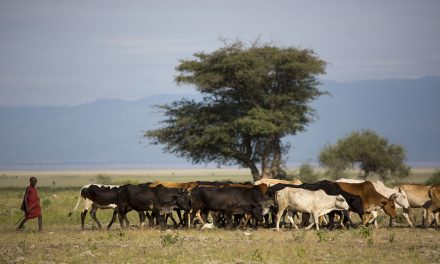 New Partnership Working On Solutions To Combat African Animal Trypanosomiasis